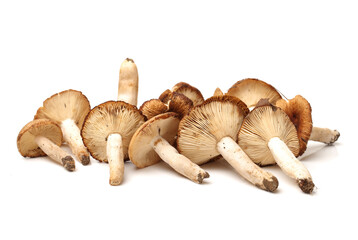 edible mushrooms isolated on white background 