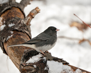 Junco Stock Photo. Perched on a branch displaying grey feather plumage, head, eye, beak, feet, with a blur background in its environment and habitat.