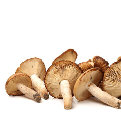 edible mushrooms isolated on white background 