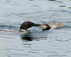 Common Loon Photo. Feeding its young in growing phase in their environment and habitat environment. Immature bird. Image. Picture. Portrait.