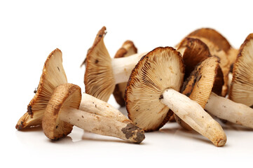 edible mushrooms isolated on white background 