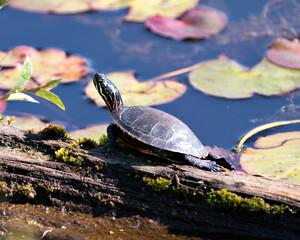Obraz premium Painted Turtle Photo. On a log in the pond with lily pad pond, water lilies, and displaying its turtle shell, head, paws in its environment and habitat surrounding. Turtle Image. Picture. Portrait.