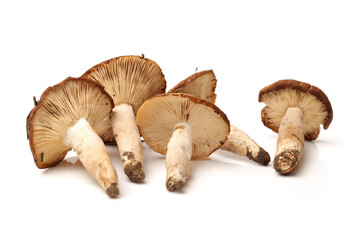 edible mushrooms isolated on white background 