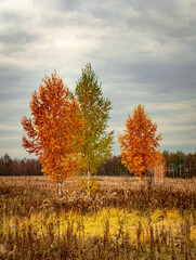 Fototapeta premium Three birch trees in an autumn field