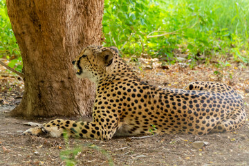 cheetah
