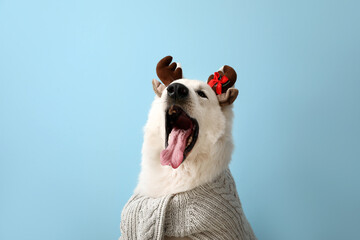 Cute white dog wearing deer horns on color background