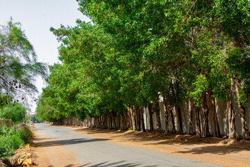 Obraz premium Road