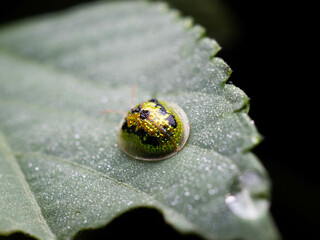 Close up shoot of golden lady bug