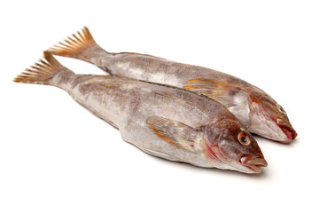 fresh fish isolated on white background 