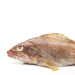 Grouper Fish on white background
