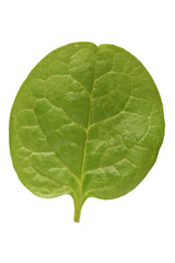 Fototapeta premium Spinach leaf isolated on white