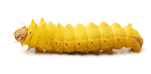 silk worm on white background