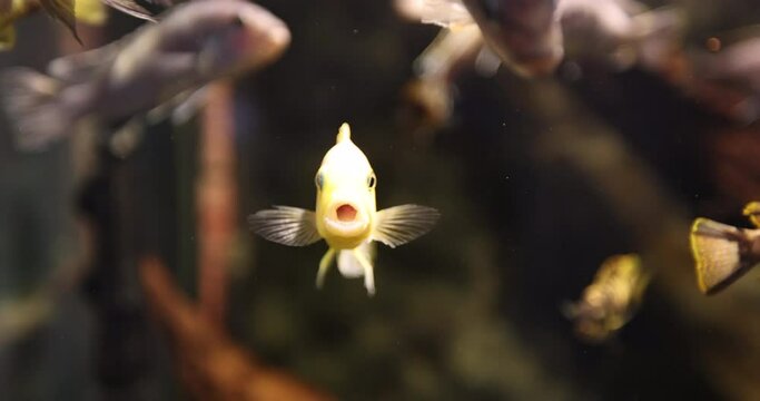 Exotic fish in the aquarium. The orbicular batfish, Platax orbicularis, known as the circular batfish, orbiculate batfish, round batfish, or orbic batfish is a popular aquarium tropical fish