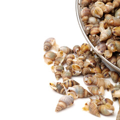 Whelks on white background 