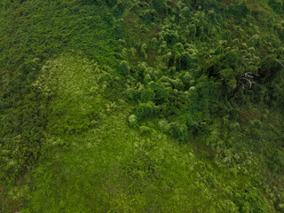 Top down view of greenery forest
