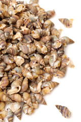 Whelks on white background 