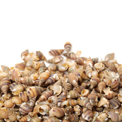 Whelks on white background 