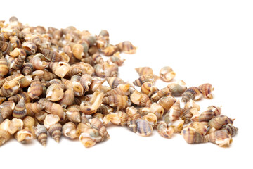 Whelks on white background 