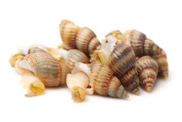 Whelks on white background 