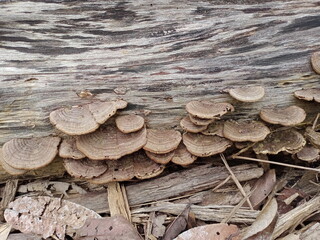 Mushrooms, Ganoderma lucidum, fungi