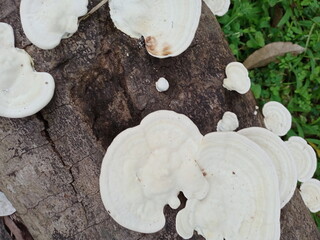 Mushrooms, Ganoderma lucidum, fungi