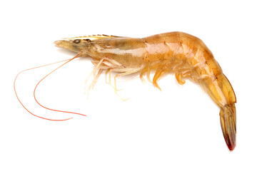 shrimps on a white background 