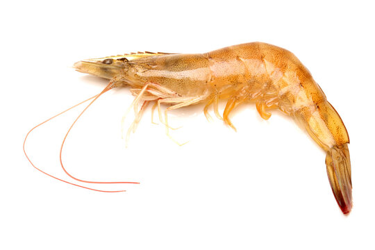 shrimps on a white background 