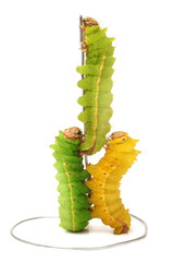 Naklejka premium Silkworm moth larvae on a white background 
