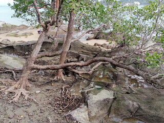 Sea water coast ocean seaside mangrove tree roots