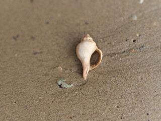 Fototapeta na wymiar Sea water, shell, marine life