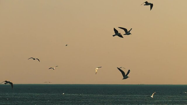A flock of seagulls in slow motion. Wild birds nature background. Seascape footage for design.