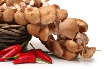 Shiitake mushroom on the White background 