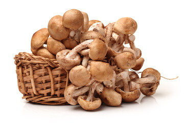 Shiitake mushroom on the White background 