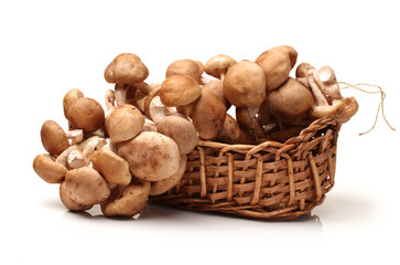 Shiitake mushroom on the White background 