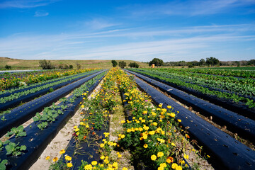 A modern you pick vegetable and flower farm