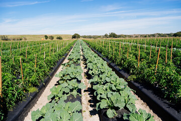 A modern flower farm in florida	