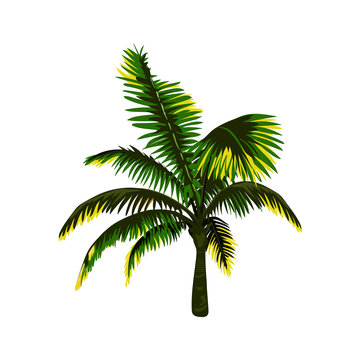 palm tree vector. vector illustration. eps