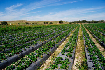 Fototapeta na wymiar A modern vegetable farm in USA 
