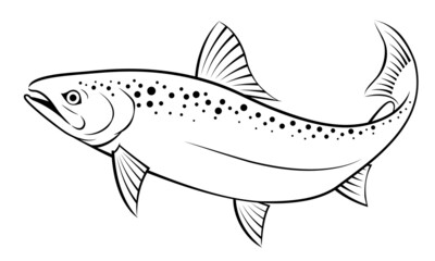black and white salmon painting, vector