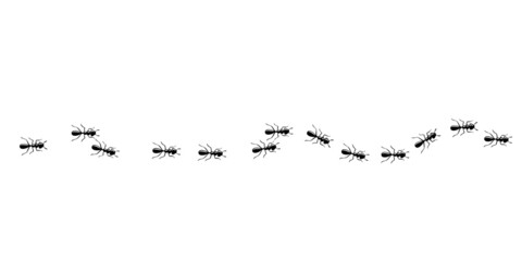 Ants trail seamless pattern. Ant path isolated in white background. Vector illustration