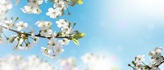 Spring background with white cherry flowers, blue sky in the distance. Floral design, natural art. Beautiful nature.