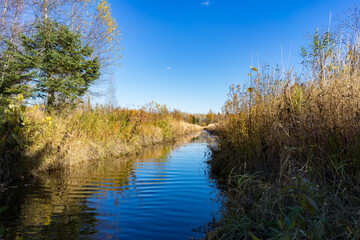 the river in the forest