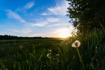 dandelions on the field