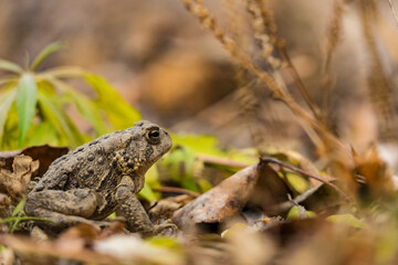 frog in the grass