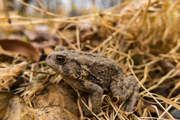 frog in the grass