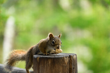 squirrel in the fence