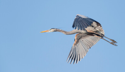 Great Blue in Blue Sky