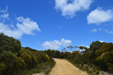 Fototapeta na wymiar A trail in the Blue Mountains of Australia