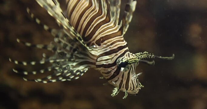 Exotic fish in the aquarium. The orbicular batfish, Platax orbicularis, known as the circular batfish, orbiculate batfish, round batfish, or orbic batfish is a popular aquarium tropical fish