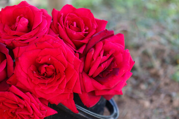 beautiful red colored rose in farm